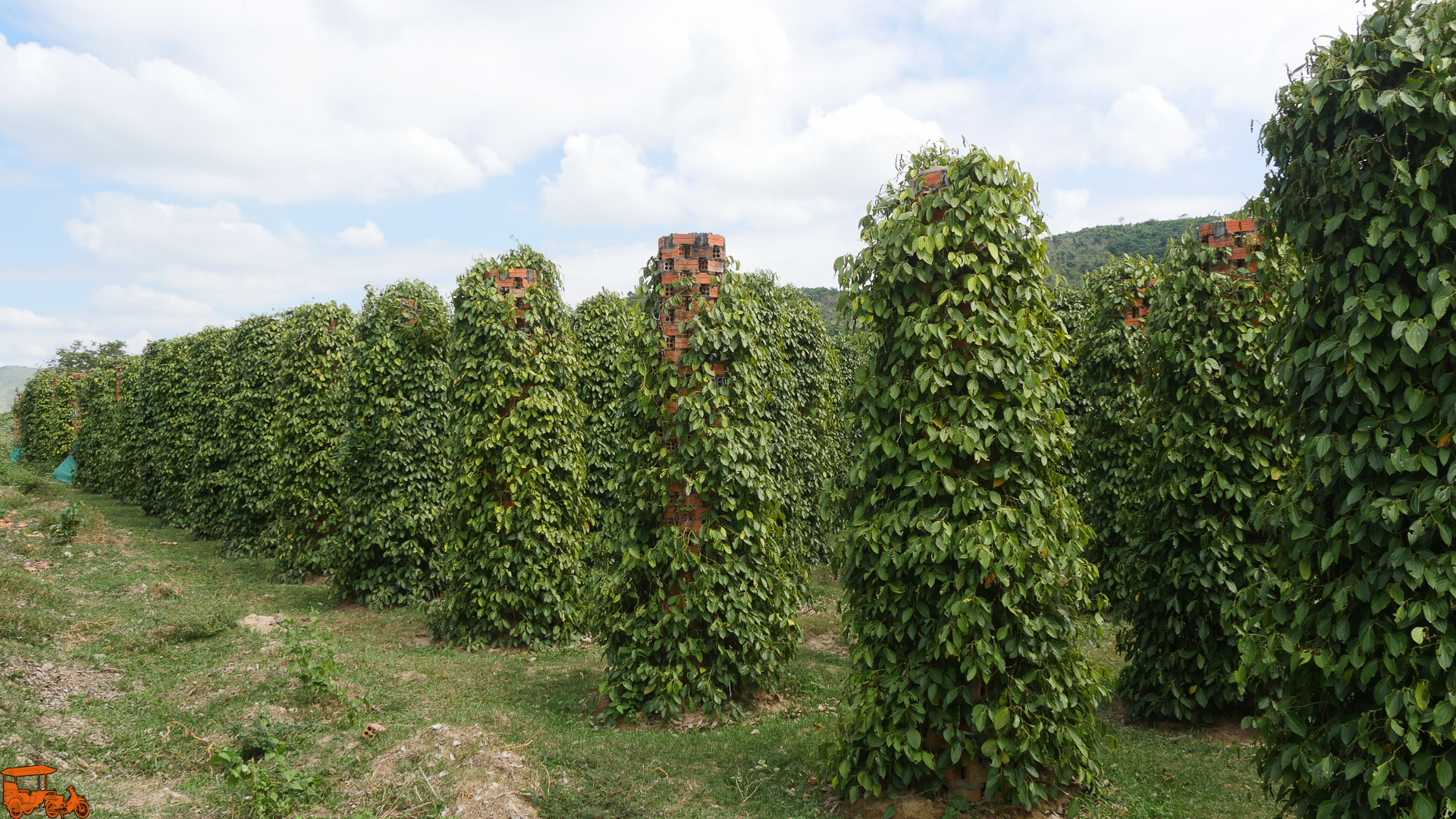 Les tours de brique se tiennent deux mètres de haut et peut accueillir cinq fois les plants de poivrons qu’une norme en bois de boîte. Cette technique d’économie d’espace signifie que nous pouvons développer plus de poivre sans utiliser de vastes étendues de terres et des ressources.   